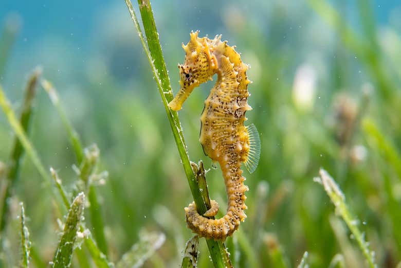 Caballito de mar