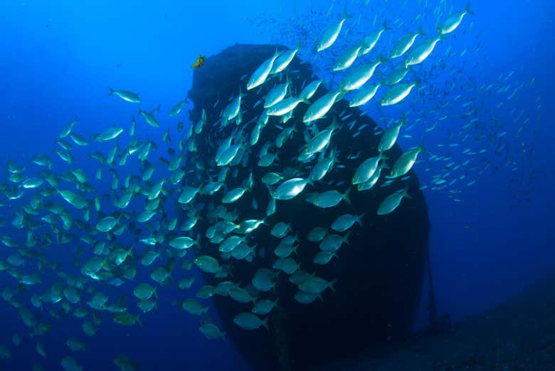Banco de peces junto al barco hundido