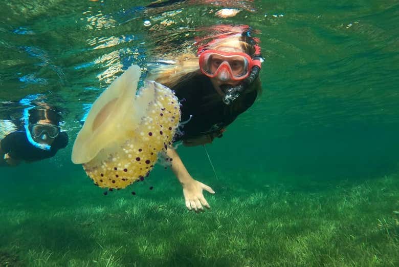 Descobriremos a fauna marinha da costa de Múrcia