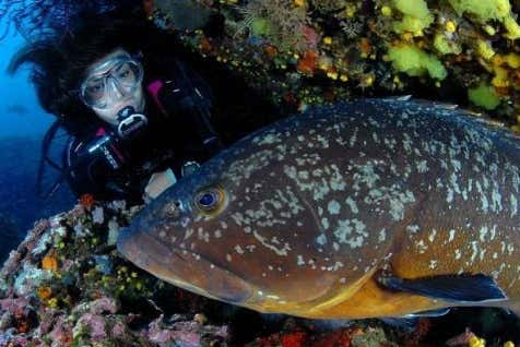 Veremos uma ampla diversidade de fauna marinha