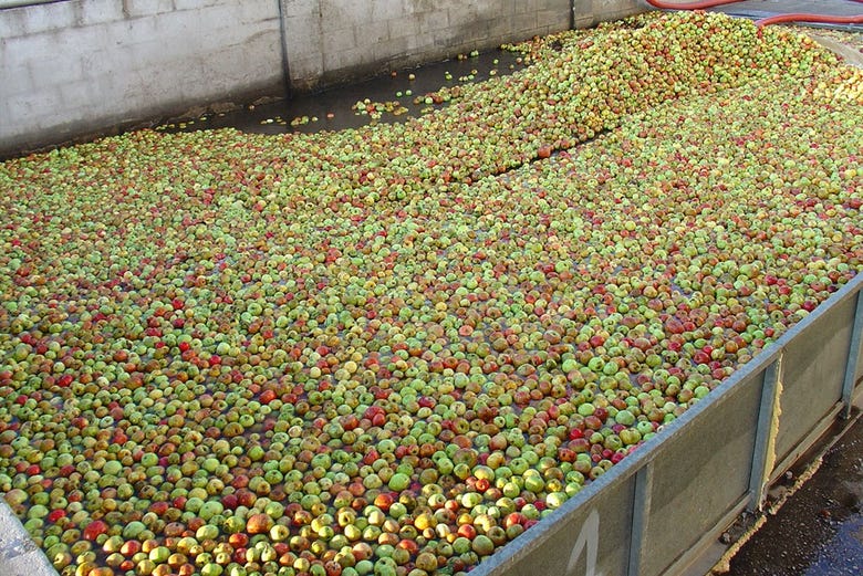 Manzanas para elaborar sidra