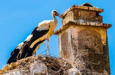Avistamiento de aves en Extremadura