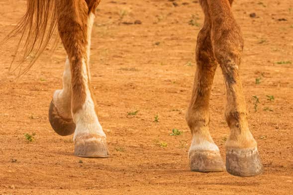 Balade à cheval dans la campagne de Cáceres