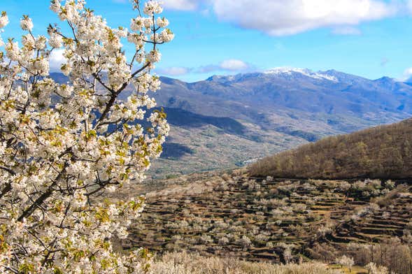 Excursión al Valle del Jerte
