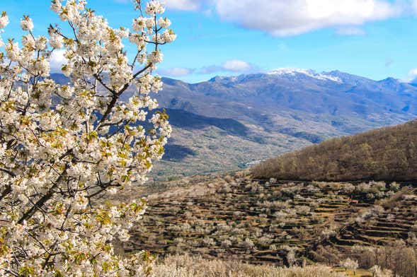 Excursão ao Valle del Jerte