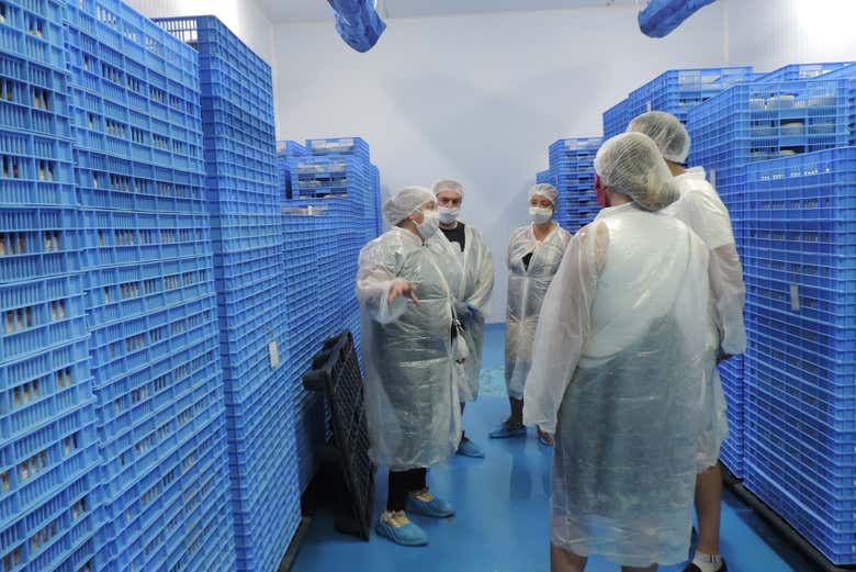 Visita a una cámara de maduración