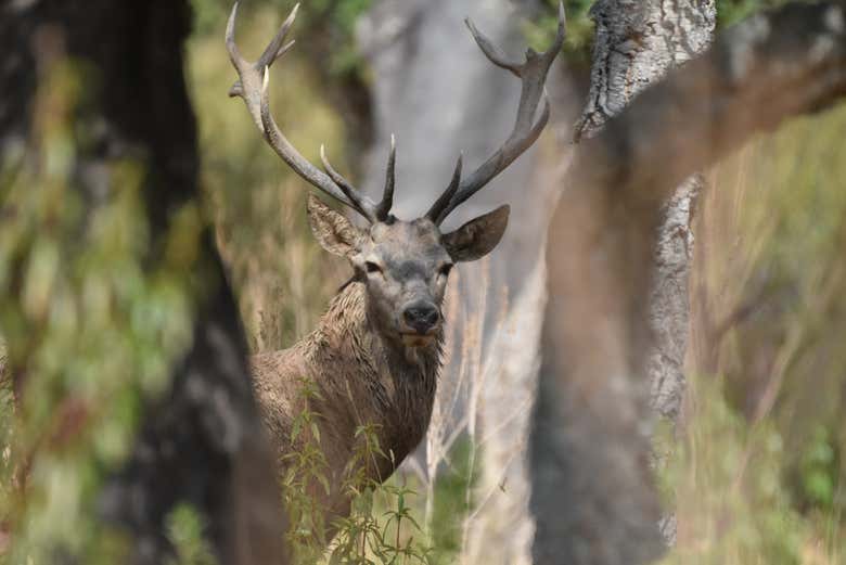 Espacio protegido de Sierra de San Pedro