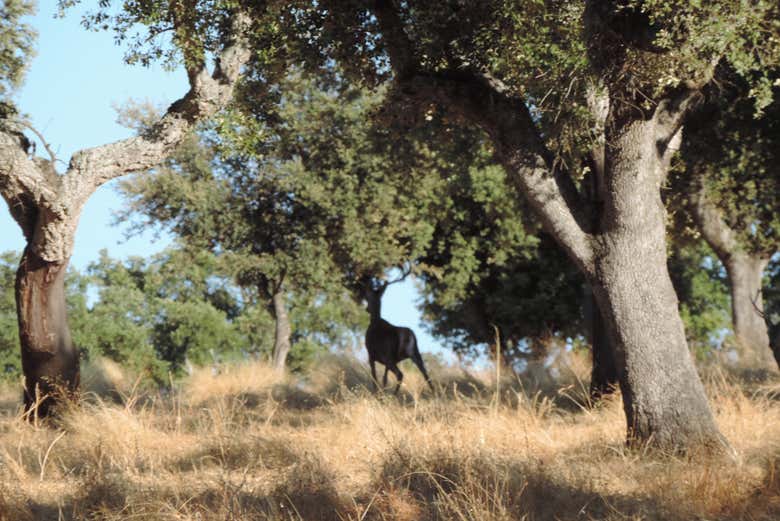 Espacio protegido de Sierra de San Pedro