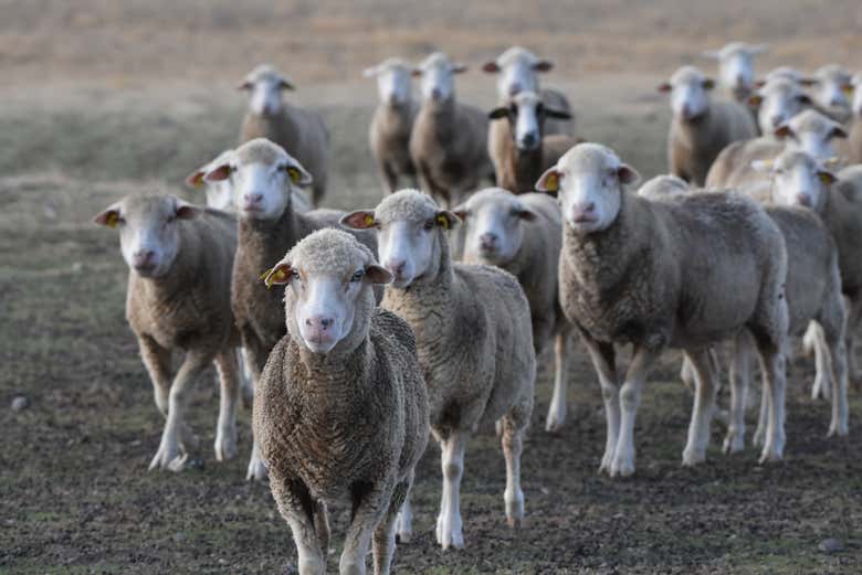 Ovejas merinas