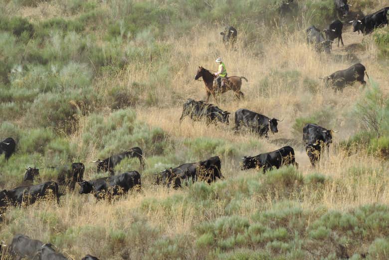 Toros en el campo extremeño