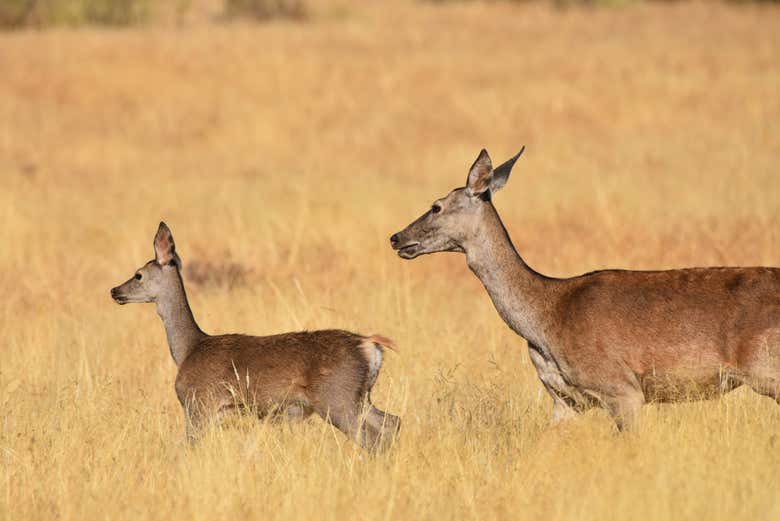 Espacio protegido de Sierra de San Pedro