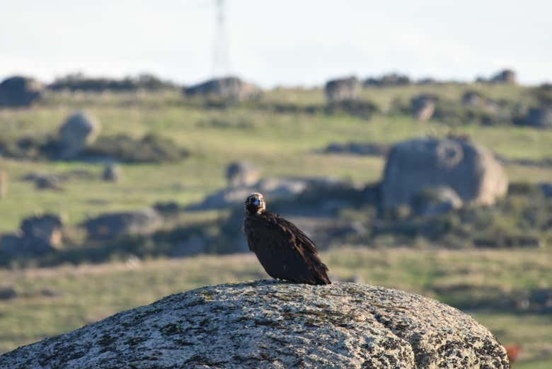 Buitre en el término municipal de Brozas

