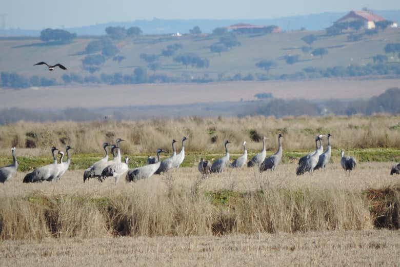 Avistamento de aves na Estremadura