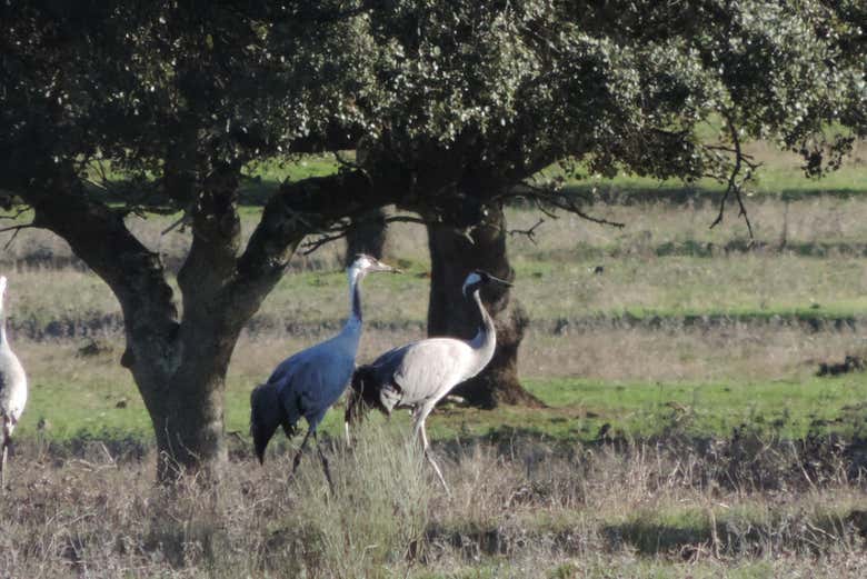 Avistamento de aves em Cáceres