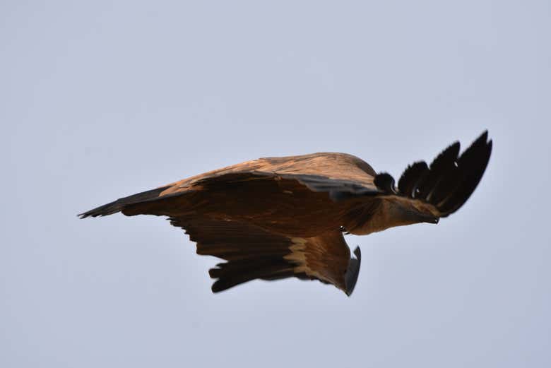 Buitre en los Llanos de Cáceres
