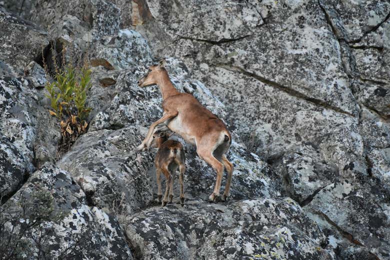 Fauna en la Sierra de San Pedro