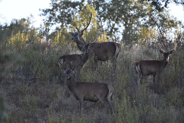 Fauna en la Sierra de San Pedro
