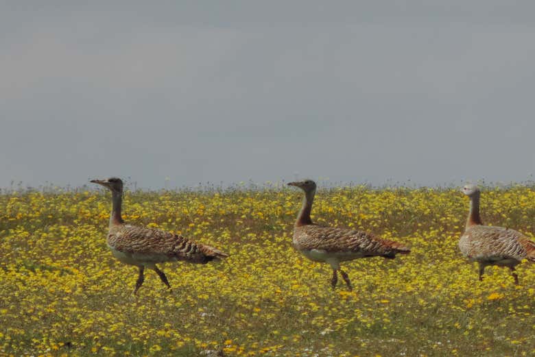 Avutardas en los Llanos de Cáceres
