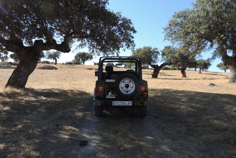 Profitez des coins ombragés dans la dehesa de Cáceres