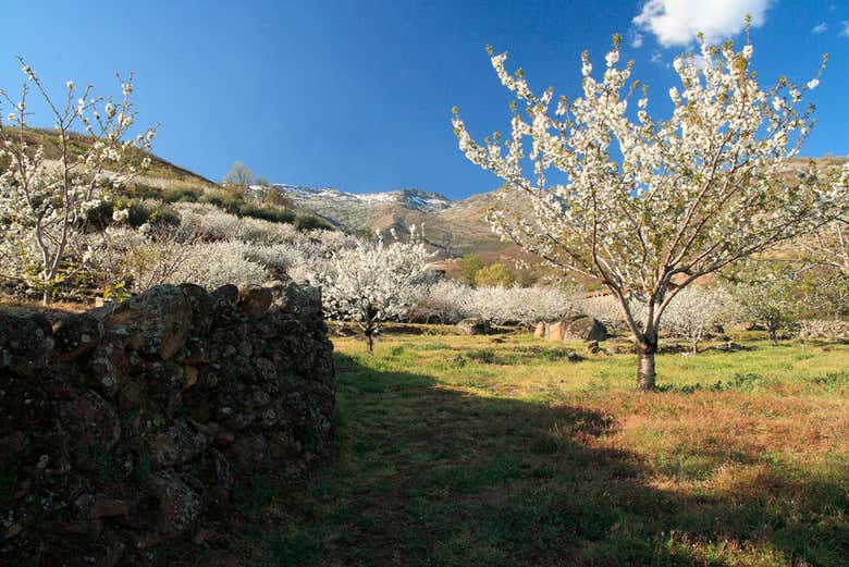 Cerezos en flor en el Valle del Jerte
