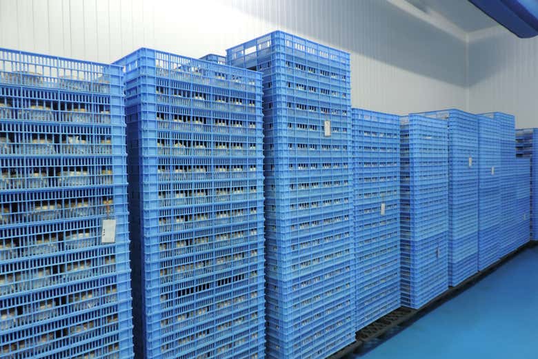 Cámara de maduración