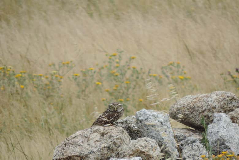 Los Llanos de Cáceres