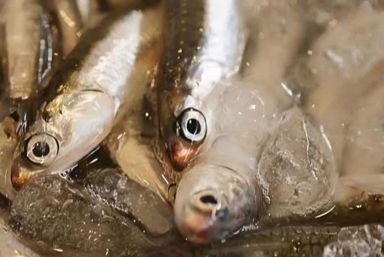 ¡La pesca del día!