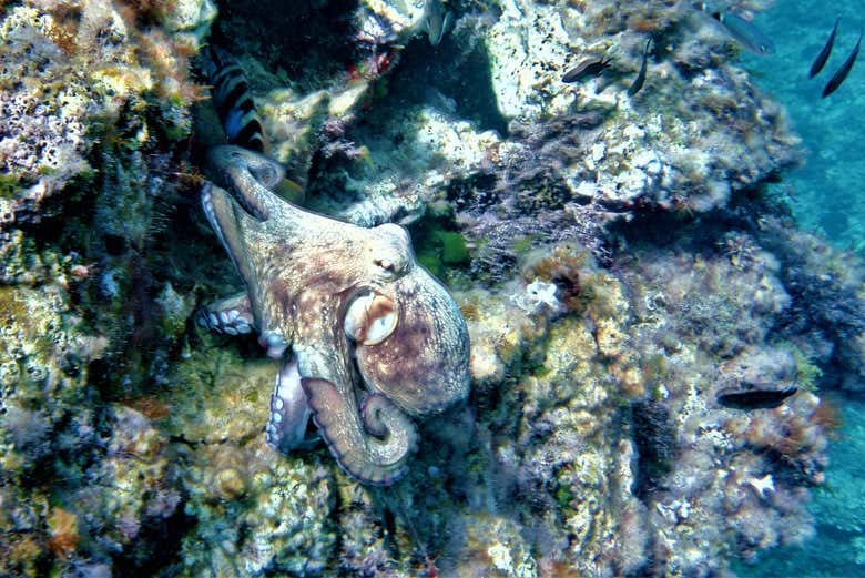 Un polipo della Cala Codolar
