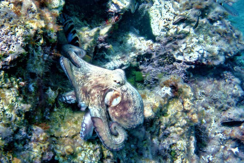 Pulpo en aguas de Ibiza