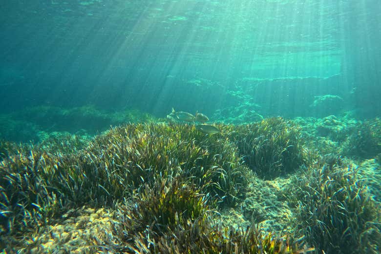 Découvrez les fonds marins de Minorque