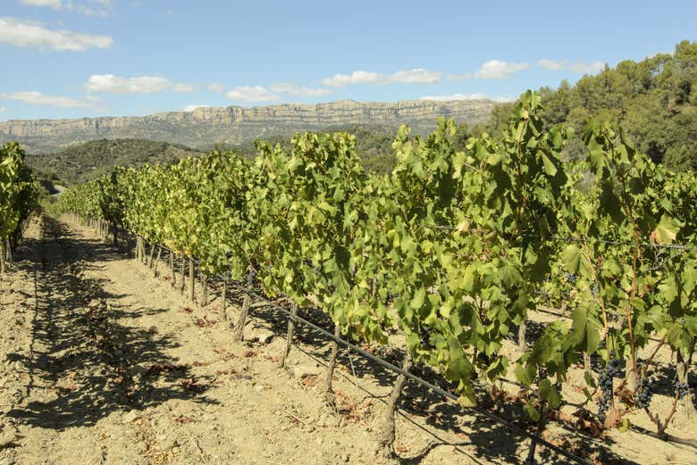 Les vignobles du Priorat