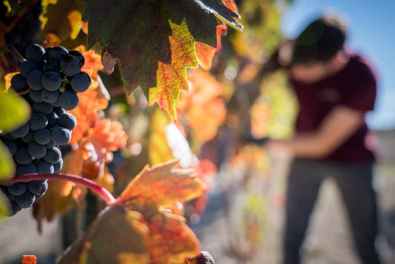 Detalle de los viñedos de las bodegas Olimarum