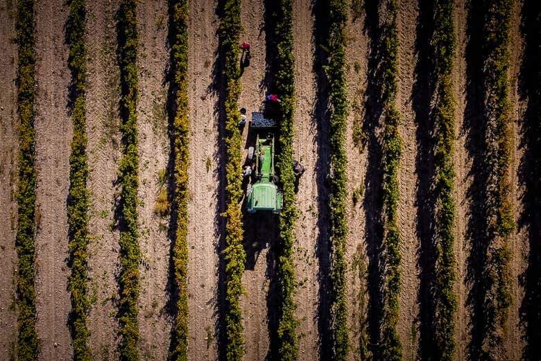 Viñedos de las bodegas Olimarum