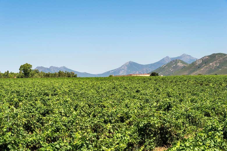El entorno de las bodegas