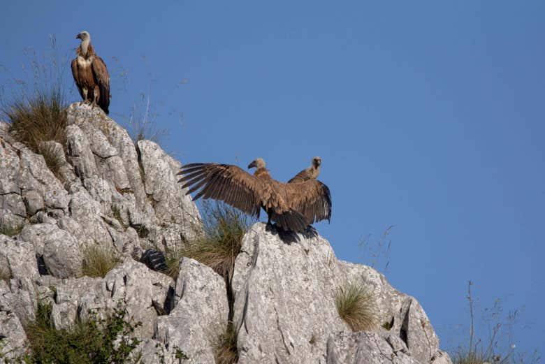 Gli avvoltoi del Picos de Europa