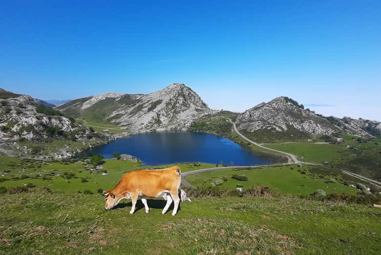 Lago Enol con una mucca in primo piano