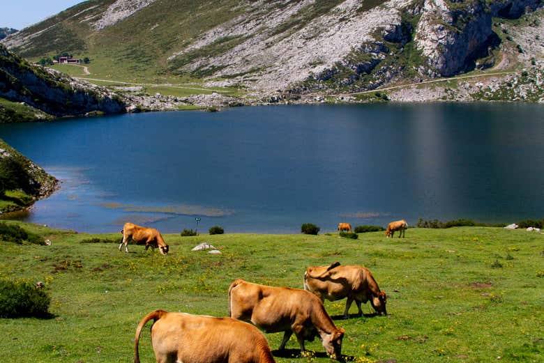 Lagos de Covadonga