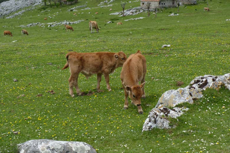 Vacche nei pressi dei laghi di Covandoga