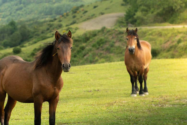 Cavalos selvagens asturcones