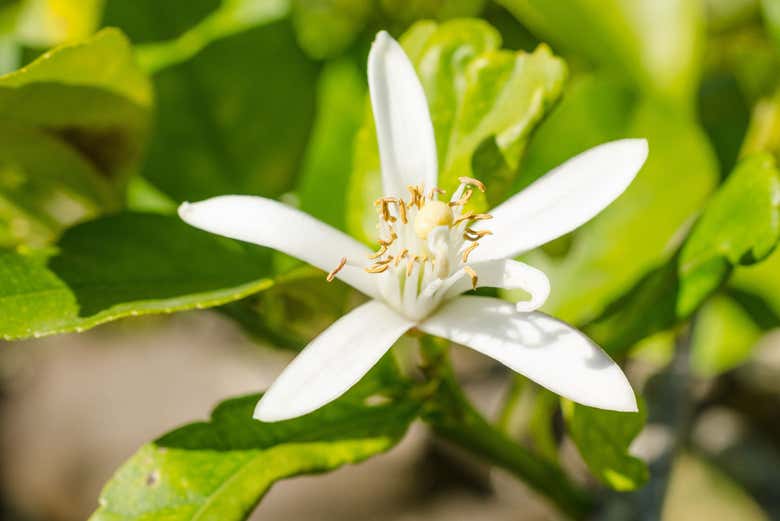 Flor de azahar
