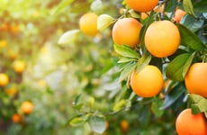 Visita a una finca de naranjos de Carcagente