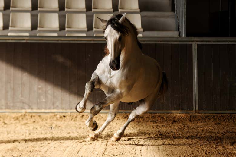 Descubriréis la pasión de los caballos andaluces