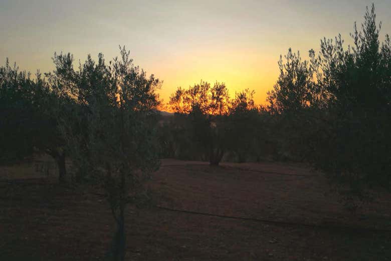 Entardecer nos olivais de Carrascalejo