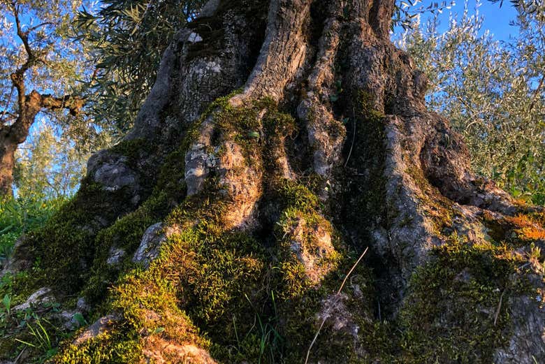 Tronco de uma oliveira