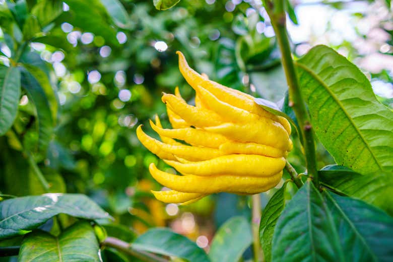 Un limone mano di Buddha della tenuta Solmark