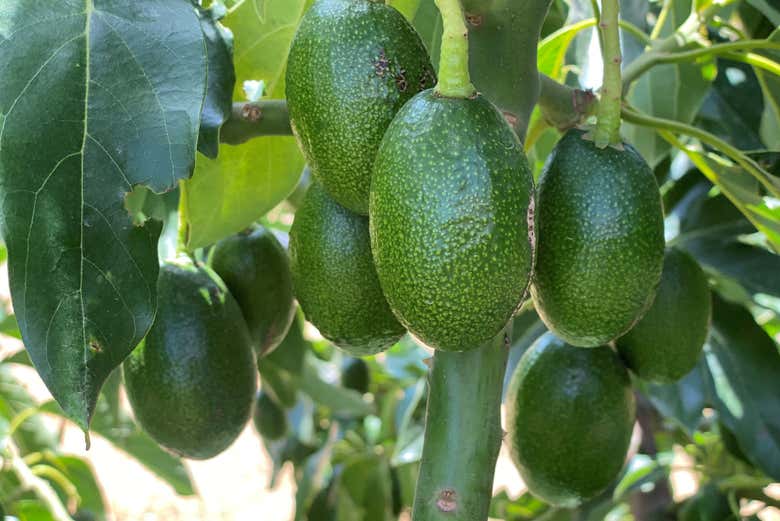 Pianta di avocado