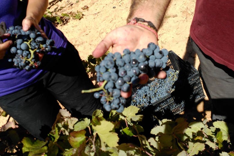 Conociendo la uva que utilizan en Gratias