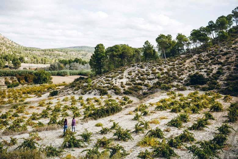 Viñedos en Casas-Ibáñez