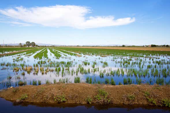 Excursão ao Delta do Ebro + Passeio de catamarã