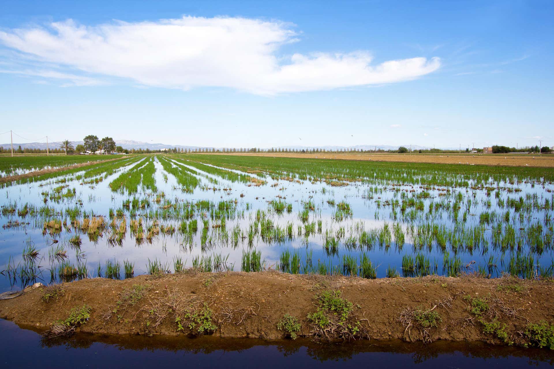 Delta del Ebro Day Trip & Boat Ride